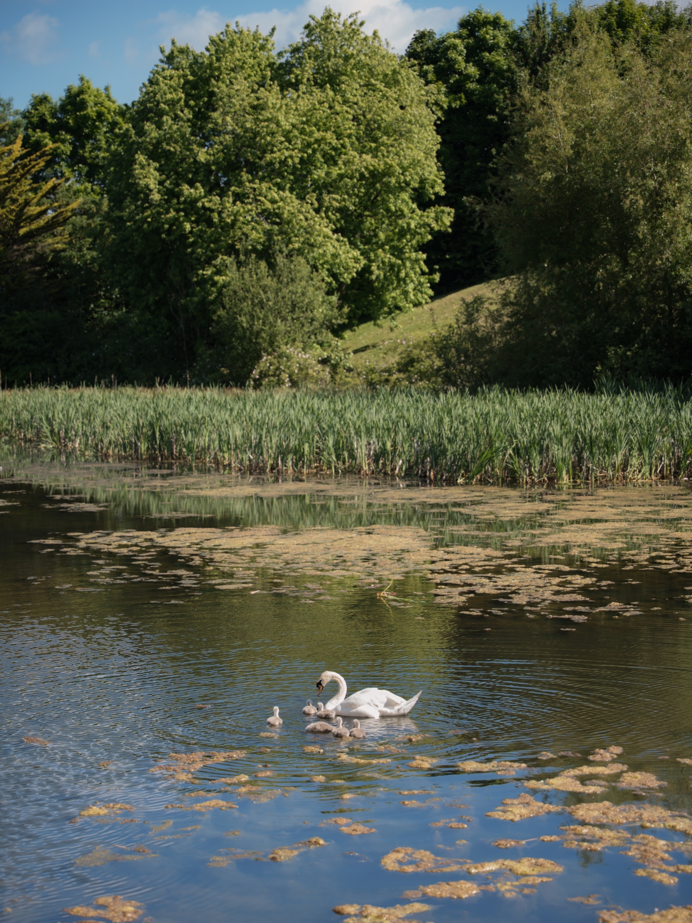 Copthorne Cardiff Hotel, photo 4 of 25